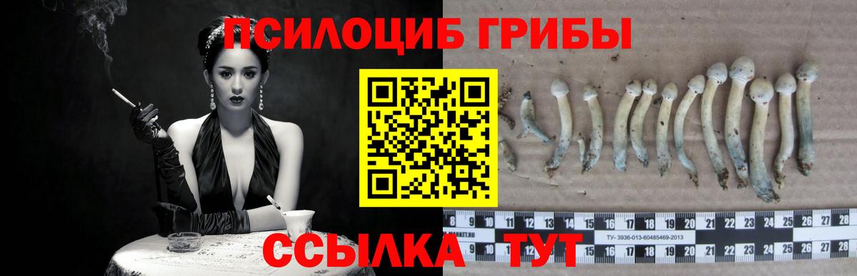 Псилоцибиновые грибы Cubensis Москва